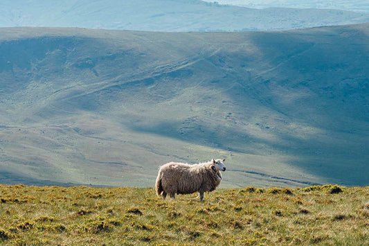 The unique appeal of merino wool: why it's the perfect choice for your wardrobe